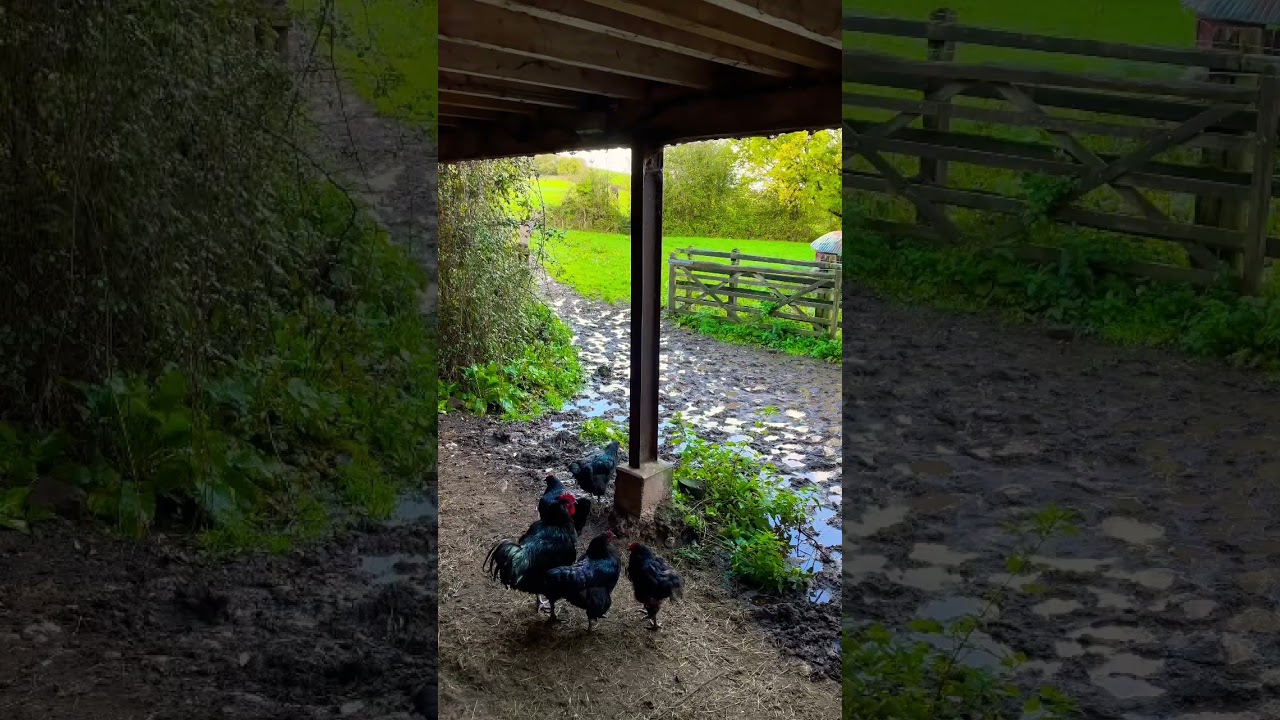 Chickens below the studio! #recording #countryside #chickens #musician #england #debutalbum #wales